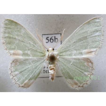 Comibaena bajularia (Denis & Schiffermüller, 1775) Czech56b